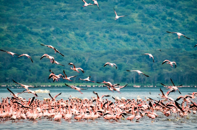Lake Nakuru National Park
